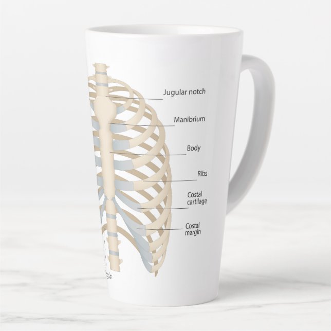 Menschliche Brust Anatomie Milchtasse (Rechte Ecke)