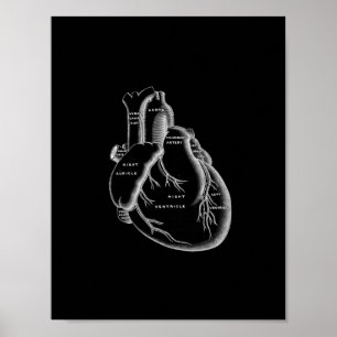 Menschliche Herz-Anatomie im Schwarzweiss-Druck Poster