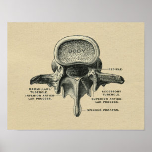 Menschliche Lendenwirbelsäulenanatomie 1902 Vintag Poster