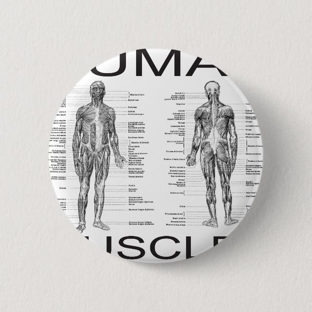 Menschliche Muskeln und Anatomie Button (Vorderseite)