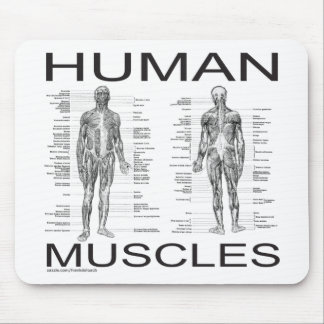 Menschliche Muskeln und Anatomie Mousepad