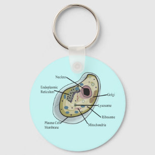 Menschliche Zellen-Biologie-T - Shirts Schlüsselanhänger