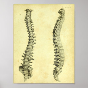 Menschlicher Anatomie-Druck der Wirbelsäule-1824 Poster