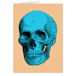 Menschlicher Anatomie-Schädel