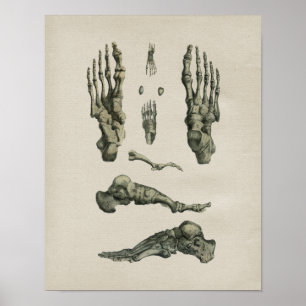 Menschlicher Fuß-Knochen-Anatomie-Vintager Druck Poster