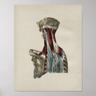 Menschlicher Hals Muscles Anatomie-Vintagen Druck Poster