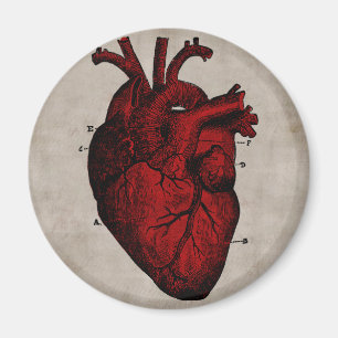 Menschlicher Herz-Magnet Magnet