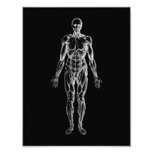 Menschlicher Körper, männliche Anatomie schwarz-we