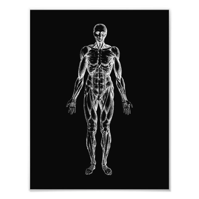 Menschlicher Körper, männliche Anatomie schwarz-we Fotodruck (Vorne)