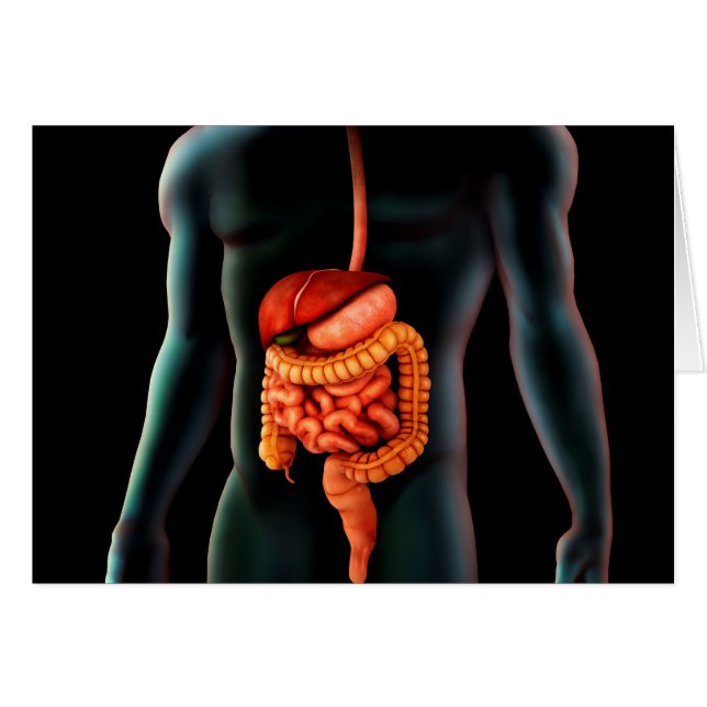 Menschlicher Körper und Verdauungssystem (Vorderseite (Horizontal))