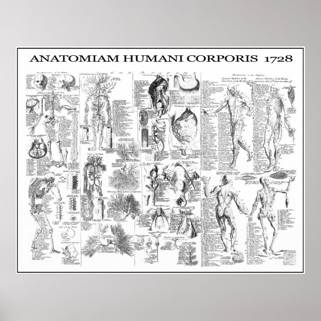 MENSCHLICHER KÖRPERANATOMIE 1728 POSTER (Vorne)
