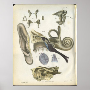 Menschlicher Ohr-Anatomie-Druck Poster
