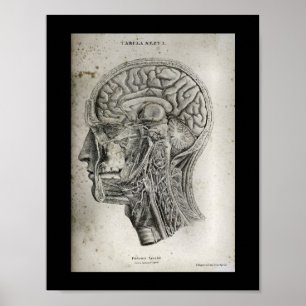 Menschlicher Schädelquerschnitt Hirnanatomie Druck Poster
