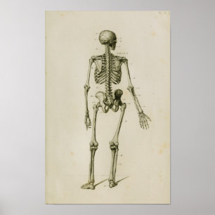 Menschlicher Skeleton hinterer Vintager Poster