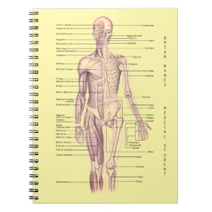 Menschliches Anatomie-medizinisches Notizblock