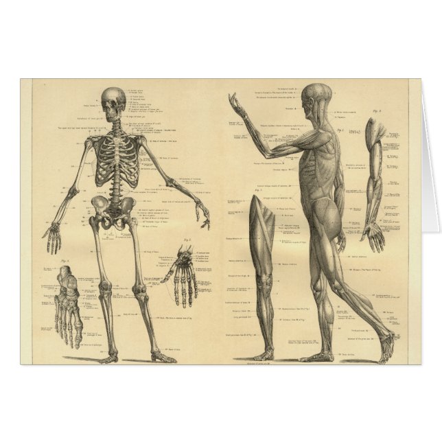 Menschliches Anatomie-Skelett und Muskeln des (Vorderseite (Horizontal))