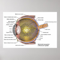 Menschliches Auge