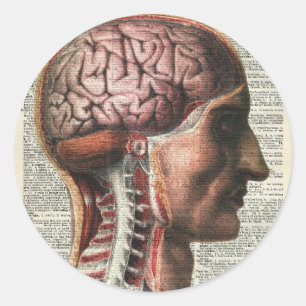 Menschliches Gehirn-Anatomie Runder Aufkleber