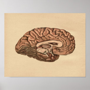 Menschliches Gehirn-Anatomie-Vintager Druck Poster