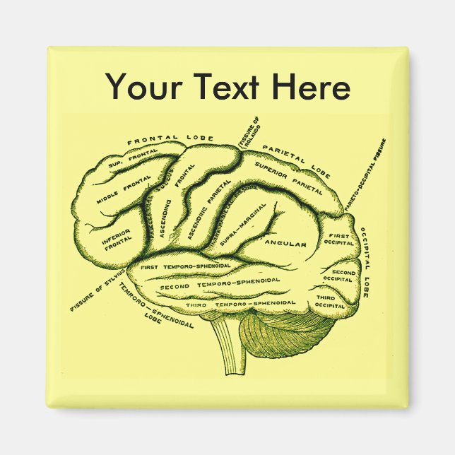 menschliches Gehirn Magnet (Vorne)