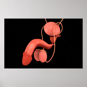 Menschliches männliches Reproduktionssystem 3 Poster