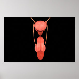 Menschliches männliches Reproduktionssystem 5 Poster