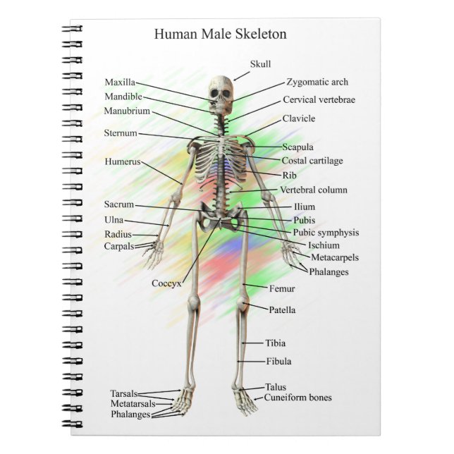 Menschliches männliches Skeleton Notizbuch Notizblock (Vorderseite)