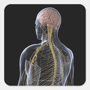 Menschliches Nervensystem Quadratischer Aufkleber