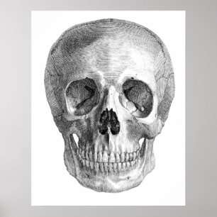 Menschliches Schädelanatomie-Skizzezeichnen Poster