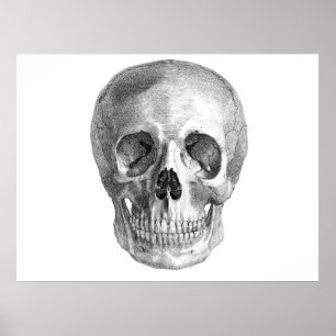 Menschliches Schädelanatomie-Skizzezeichnen Poster