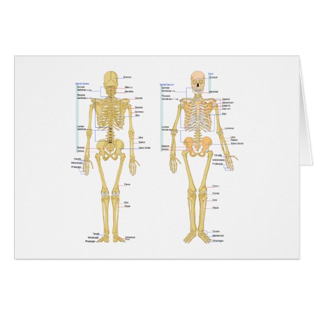 Menschliches Skelett beschriftet Anatomiediagramm (Vorderseite (Horizontal))