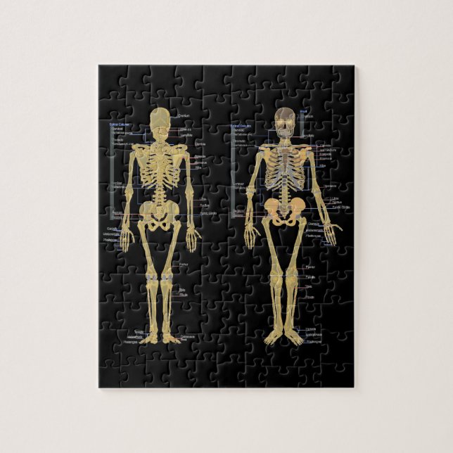 Menschliches Skelett beschriftet Anatomiediagramm (Vertikal)