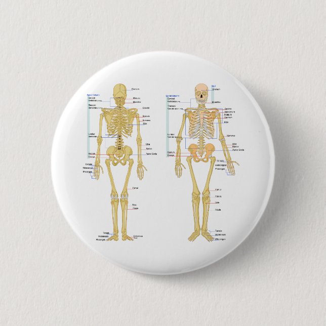 Menschliches Skelett beschriftet Anatomiediagramm Button (Vorderseite)