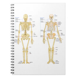 Menschliches Skelett beschriftet Anatomiediagramm Notizblock