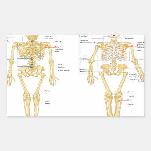 Menschliches Skelett beschriftet Anatomiediagramm Rechteckiger Aufkleber