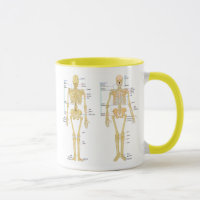 Menschliches Skelett beschriftet Anatomiediagramm