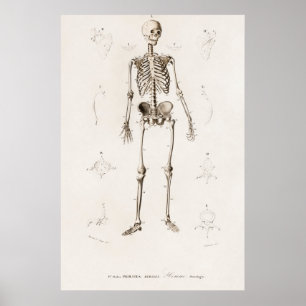 Menschliches Skelett Poster