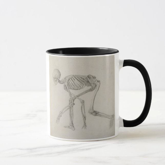 Menschliches Skelett: Seitliche Ansicht in Tasse (Rechts)