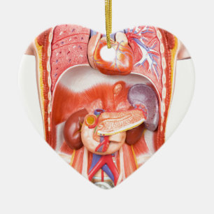 Menschliches Torsokörpermodell mit Organen Keramik Ornament