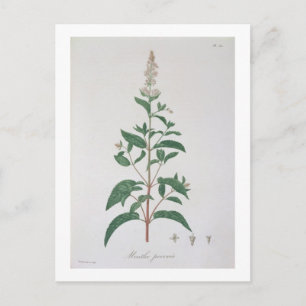 Mentha Piperita von "Phytographie Medicale" von Jo Postkarte