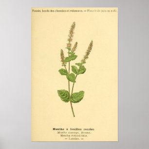 Menthe, Minze-Pflanze Poster