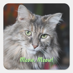 Meow Cat Portrait Quadratischer Aufkleber