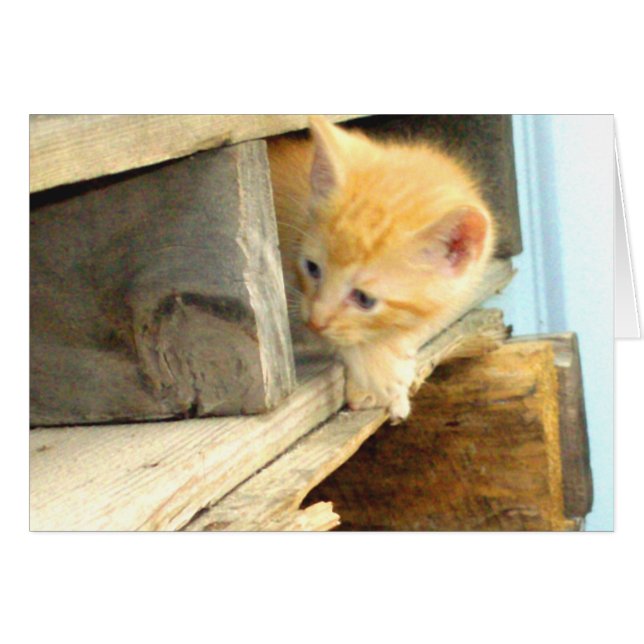 Meow Cats 1 (Vorderseite (Horizontal))