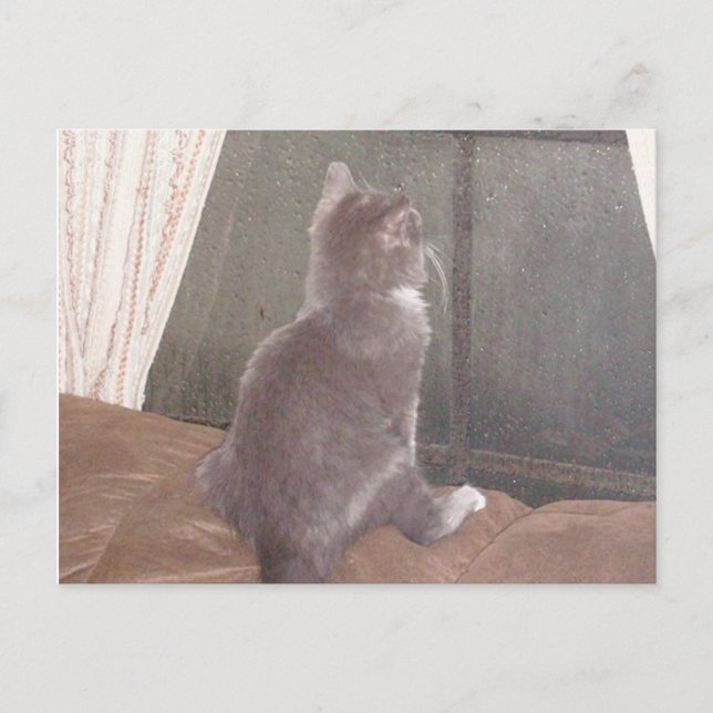 Meow Cats 11 Postkarte (Vorderseite)