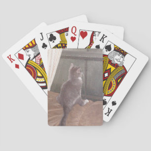 Meow Cats 11 Spielkarten