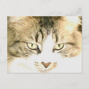 Meow Cats 14 Postkarte