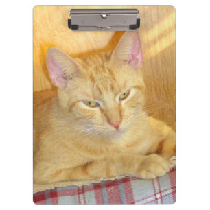 Meow Cats 15 Clip Board Klemmbrett