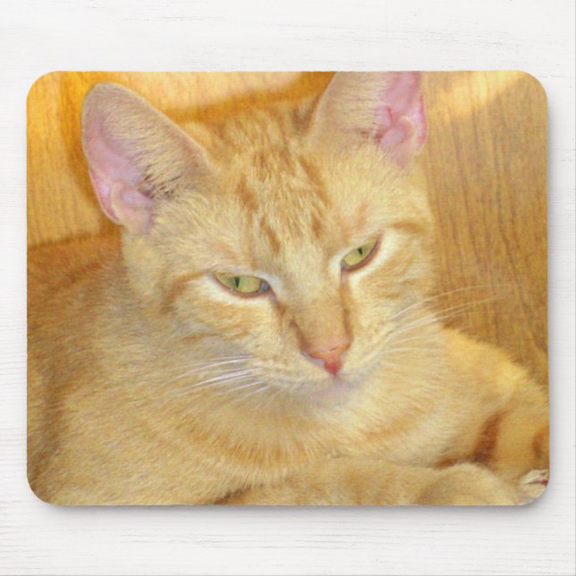 Meow Cats 15 Mousepad (Vorne)