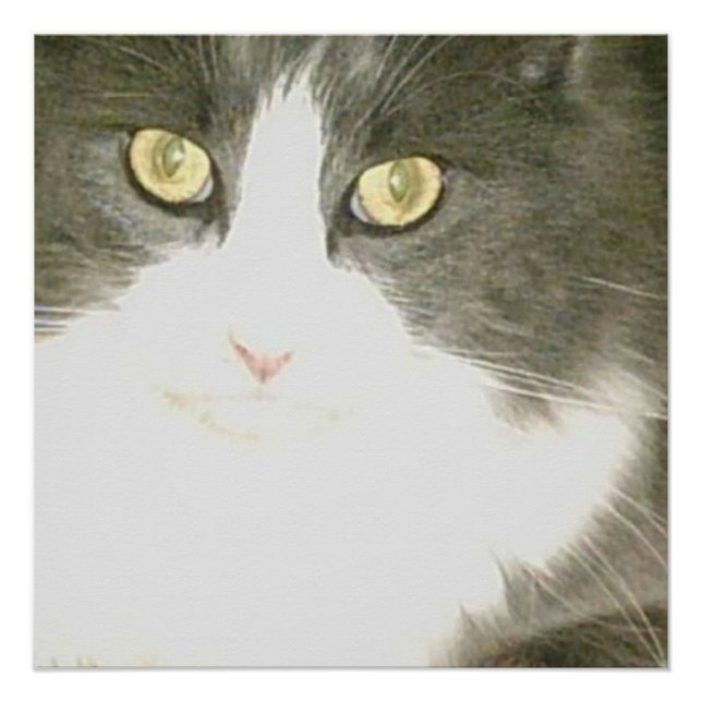 Meow Cats 18 Poster (Vorderseite)