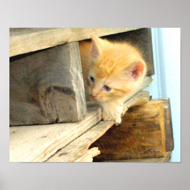 Meow Cats 1 Poster (Vorne)